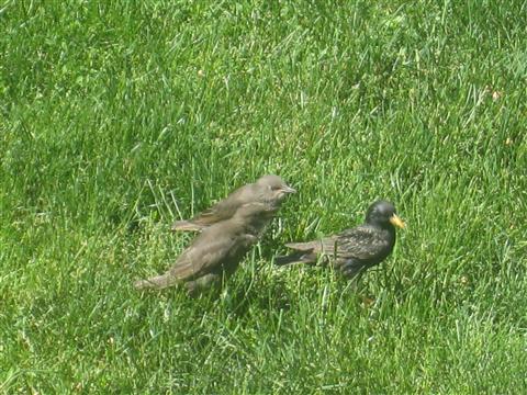  European Starling 